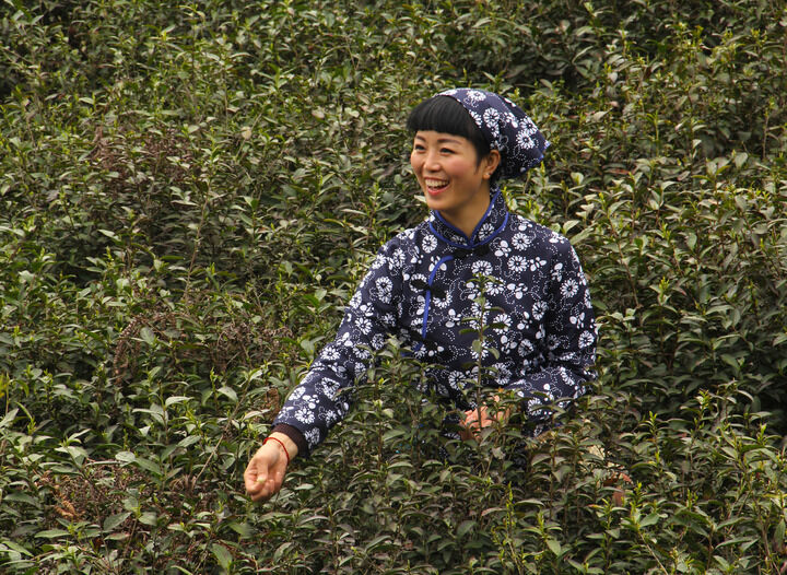 蛇蝎档案
